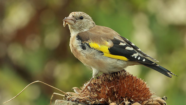 Foto der Art Carduelis carduelis (Stieglitz)